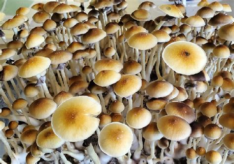 Magic mushroom spores for sale on ebay